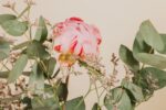 RAMO DE PEONIAS - Imagen 2
